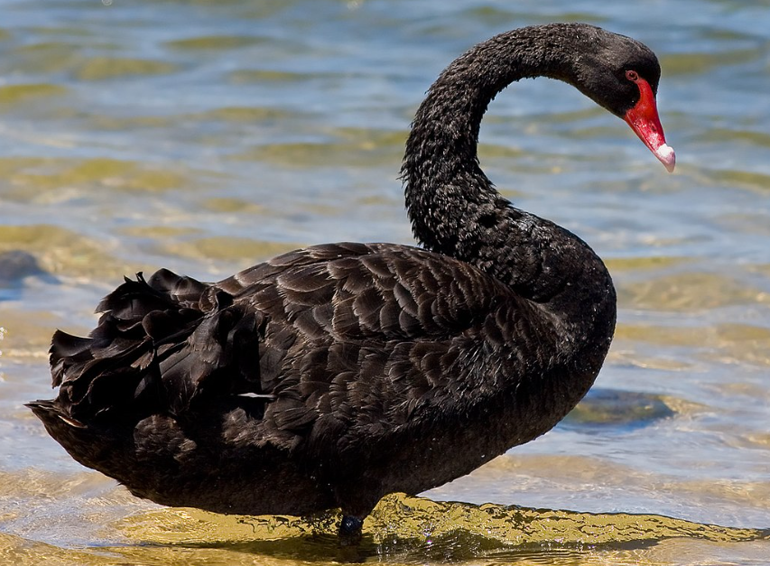 Be scared of Black Swans !!